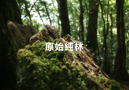 塔曼山-原始純林