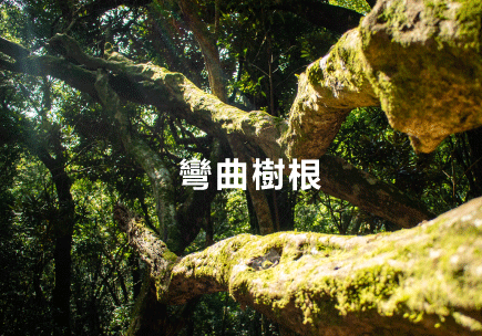 塔曼山-彎曲樹根