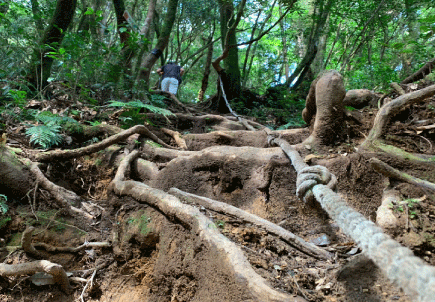 塔曼山免登山證