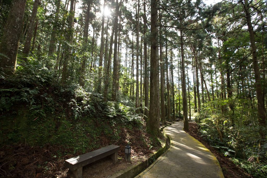 東眼山國家森林遊樂區