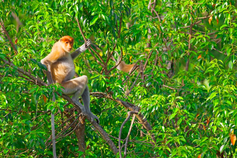 馬來西亞特色小團