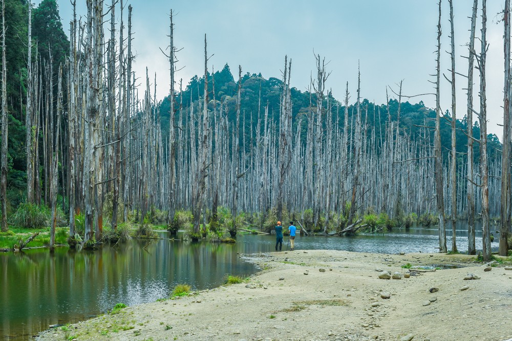 嘉義水漾森林野營二日遊 | 精靈居住的迷霧仙境